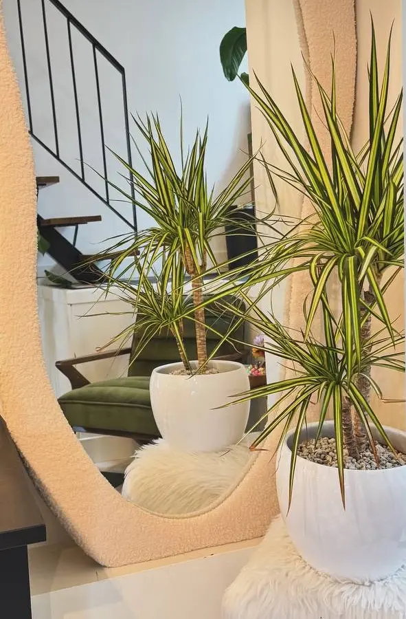 Mirror and plants inside Lynn Studio